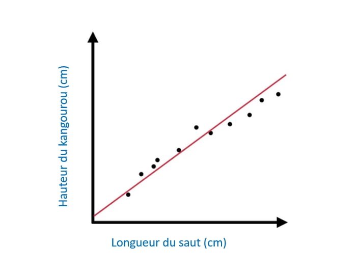 correlation longueur kangourou longueur saut