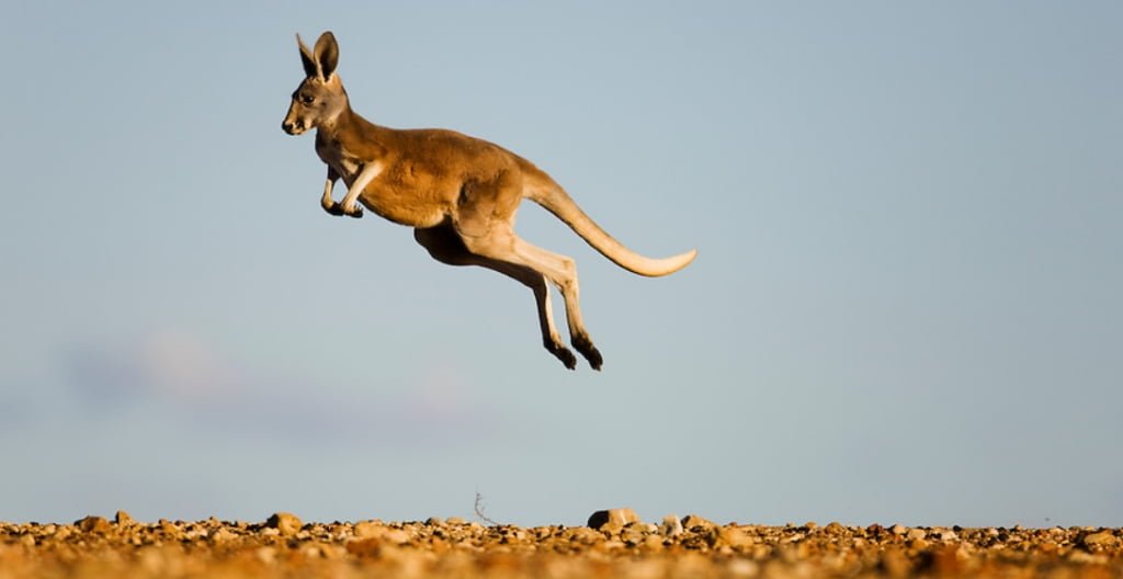 Kangourou en train de sauter 